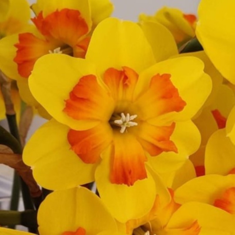 Narcissus 'Marion Pearce' Narcissus 'Marion Pearce'