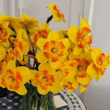 Narcissus 'Marion Pearce' Narcissus 'Marion Pearce'