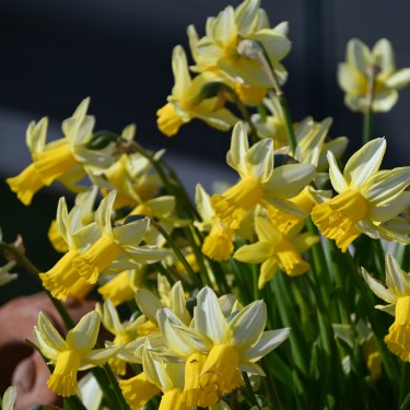 Narcissus 'Mother Duck'