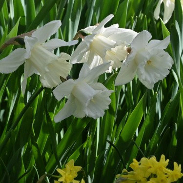 Narcissus 'Mount Hood'