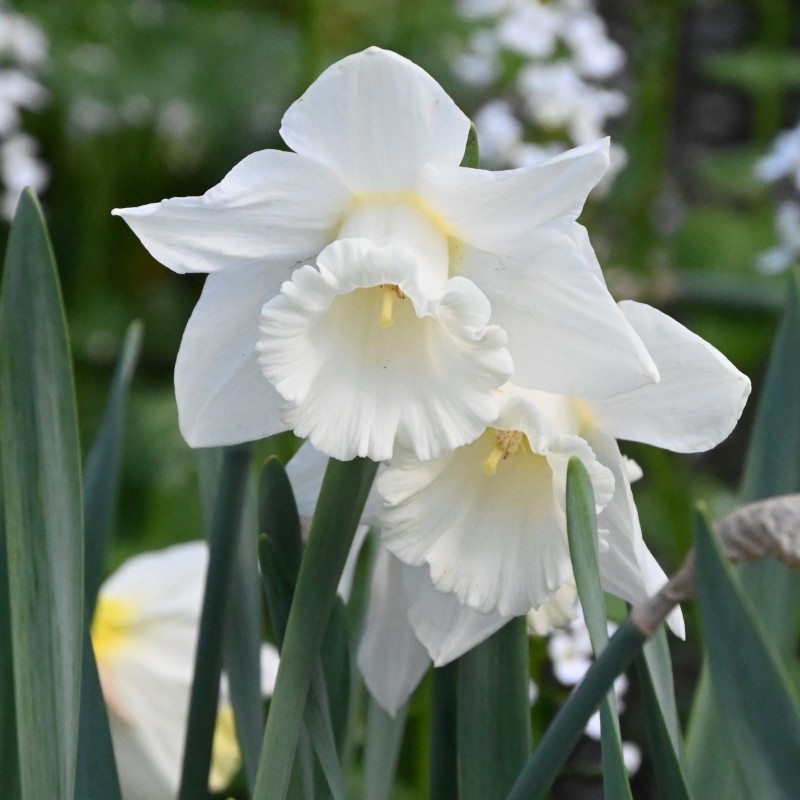 Narcissus 'Mount Hood'