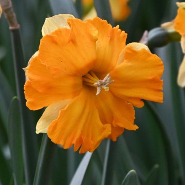Narcissus 'Outright Orange'