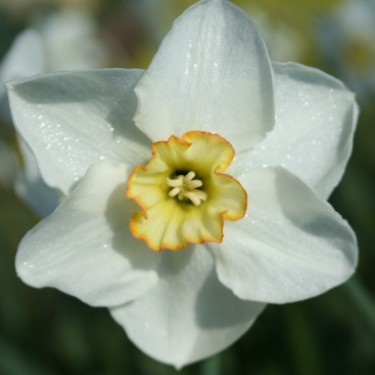 Narcissus 'Park Springs'