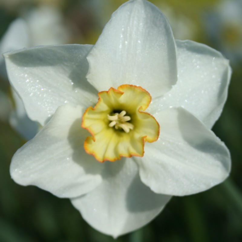Narcissus 'Park Springs' Narcissus 'Park Springs'