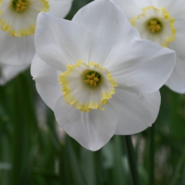 Narcissus 'Park Springs' Narcissus 'Park Springs'