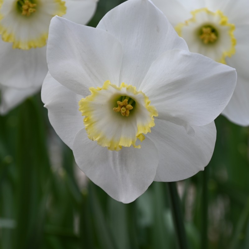 Narcissus 'Park Springs' Narcissus 'Park Springs'