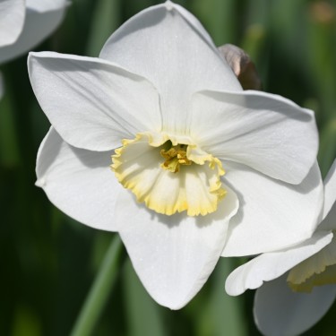 Narcissus 'Park Springs' Narcissus 'Park Springs'
