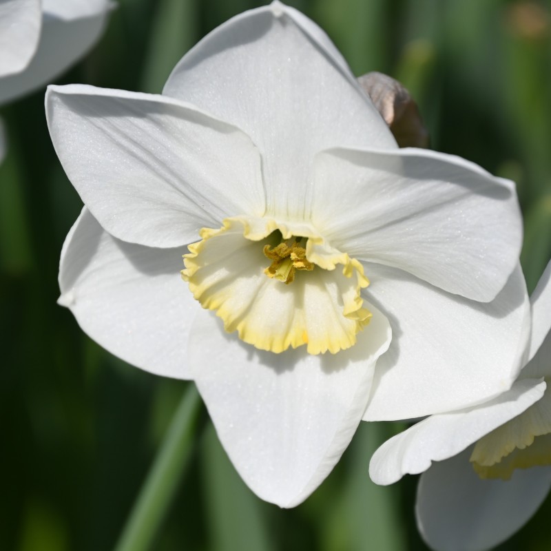 Narcissus 'Park Springs' Narcissus 'Park Springs'