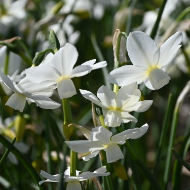 Narcissus 'Petrel'