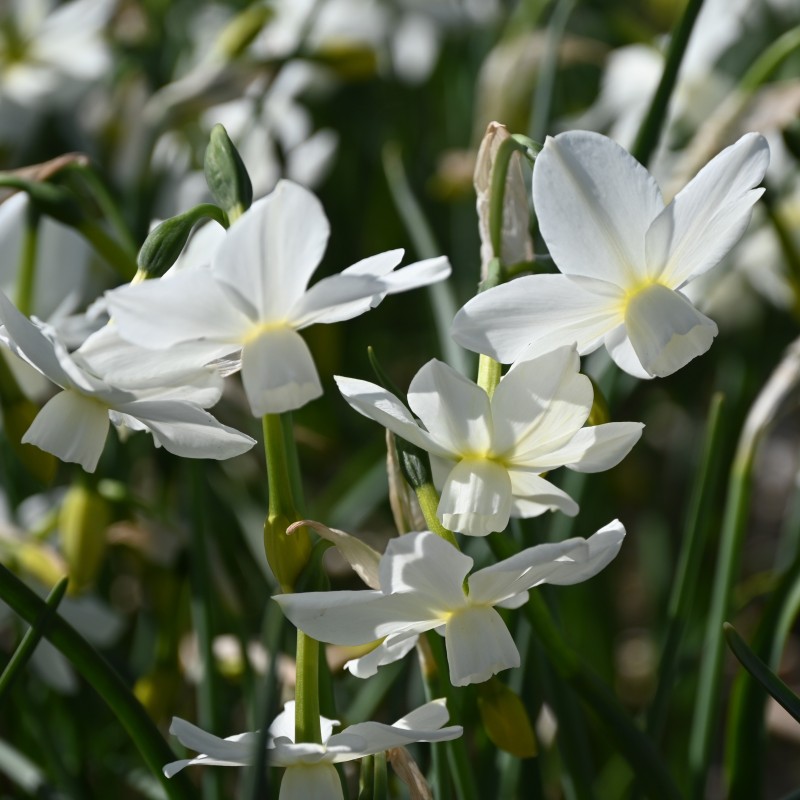 Narcissus 'Petrel'