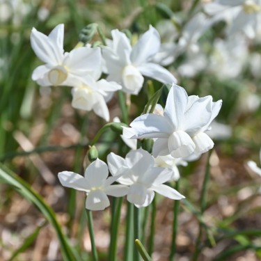 Narcissus 'Petrel'