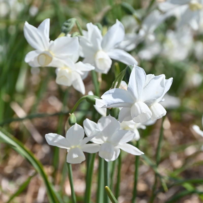 Narcissus 'Petrel'