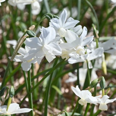 Narcissus 'Petrel'