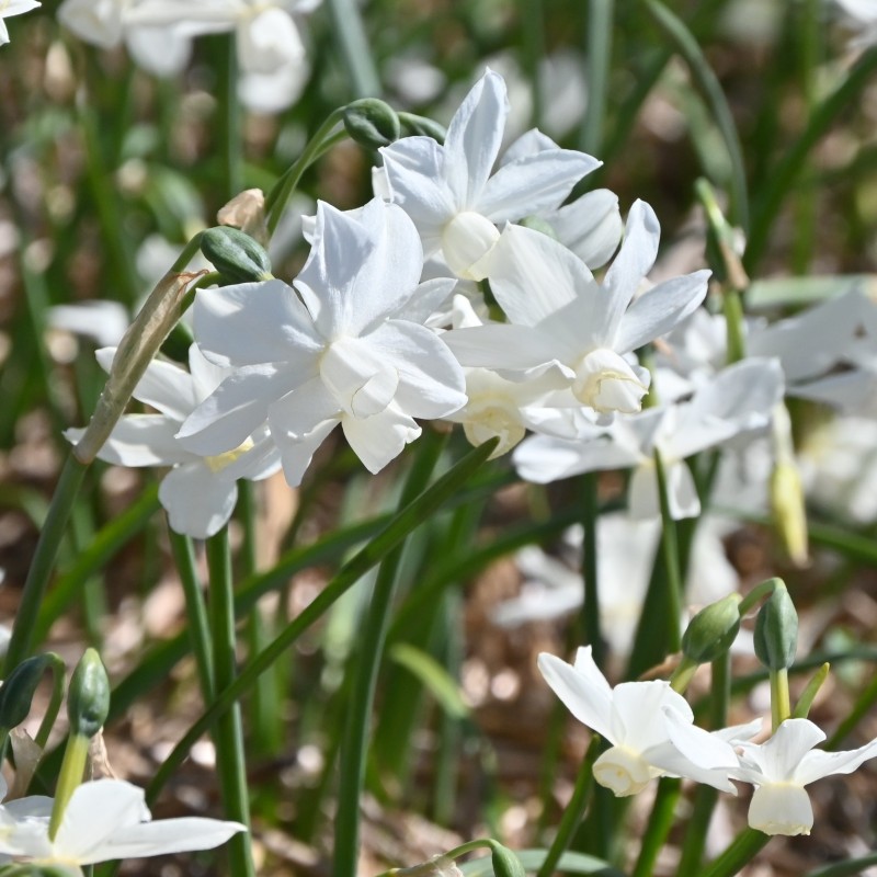 Narcissus 'Petrel'