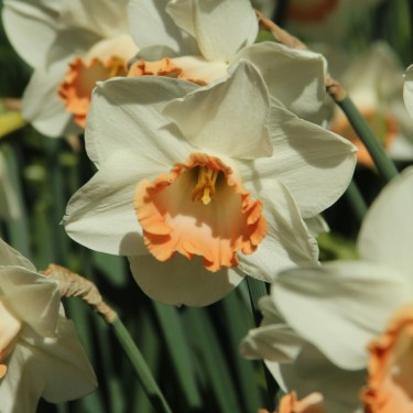 Narcissus 'Pink Charm' 