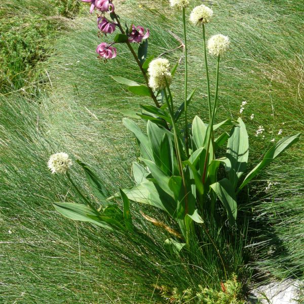 Allium victorialis 