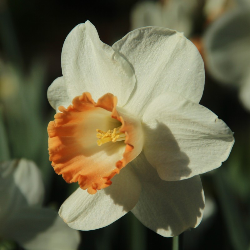 Narcissus 'Pink Charm' 