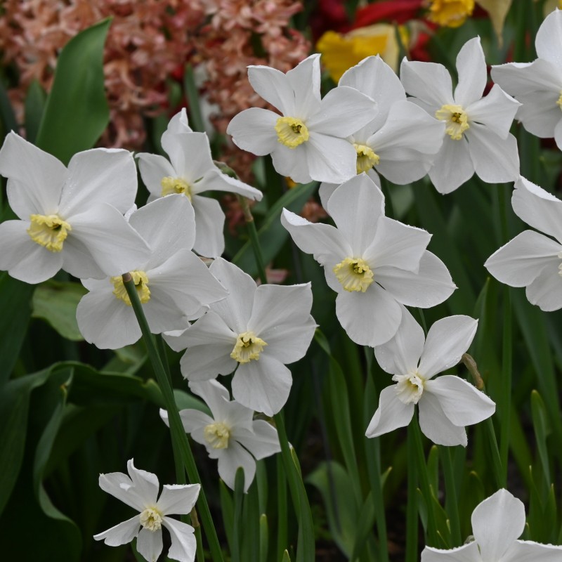Narcissus 'Polar Ice'