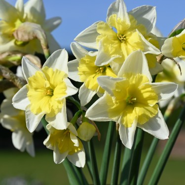 Narcissus 'Prom Dance'