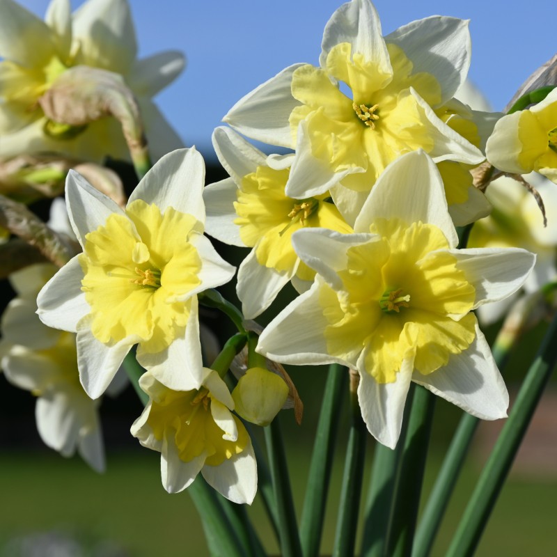 Narcissus 'Prom Dance'