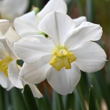 Narcissus 'Queen of the North'