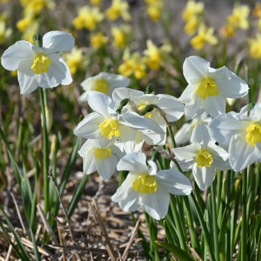 Narcissus 'Queen of the North'