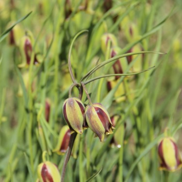 Fritillaria acmopetala