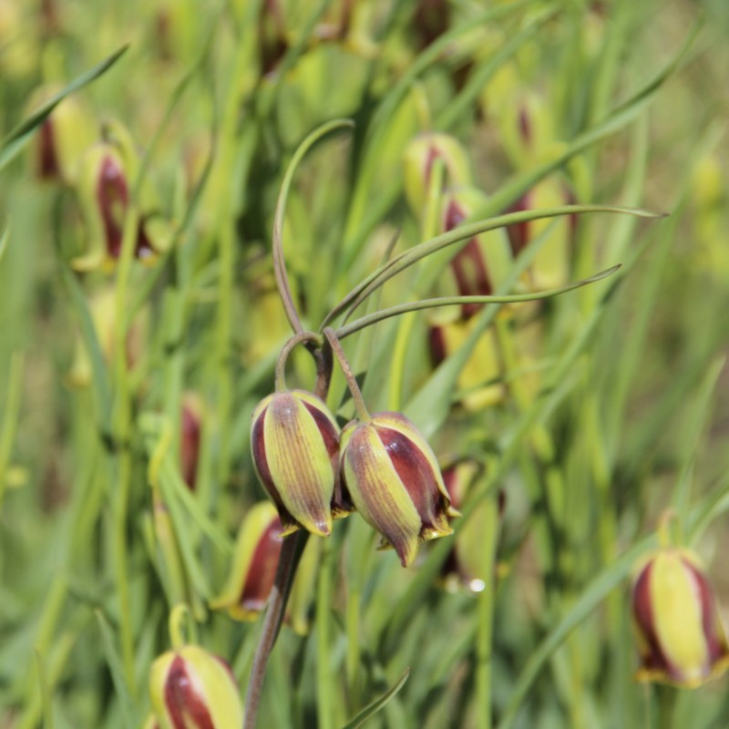 Fritillaria acmopetala