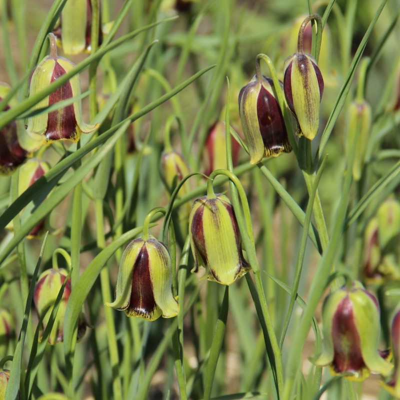 Fritillaria acmopetala