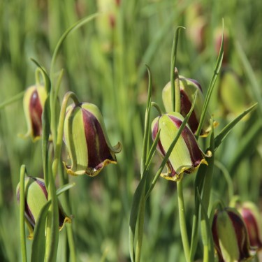 Fritillaria acmopetala