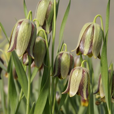 Fritillaria amana