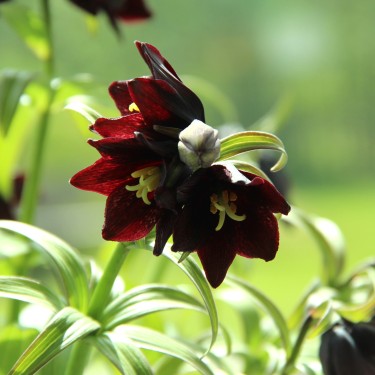 Fritillaria camschatcensis