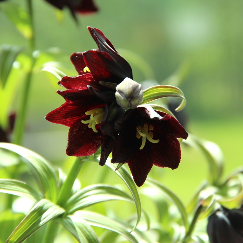 Fritillaria camschatcensis