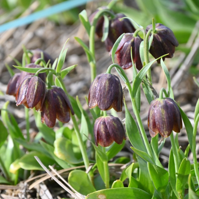 Fritillaria davisii