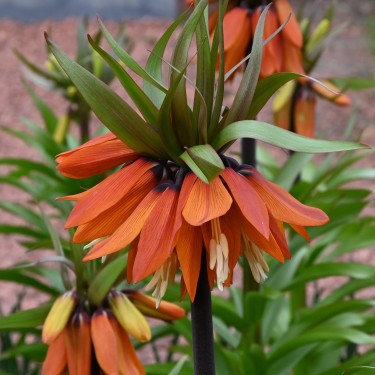 Fritillaria eduardii 'Sunrise'