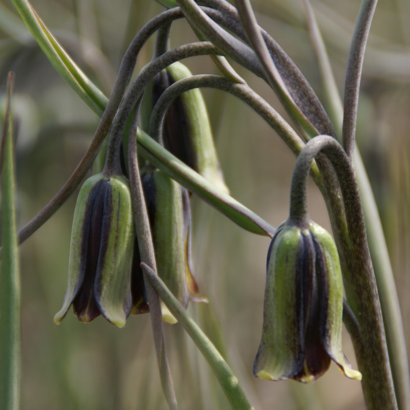 Fritillaria elwesii