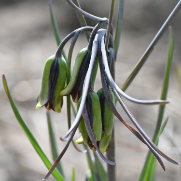 Fritillaria elwesii