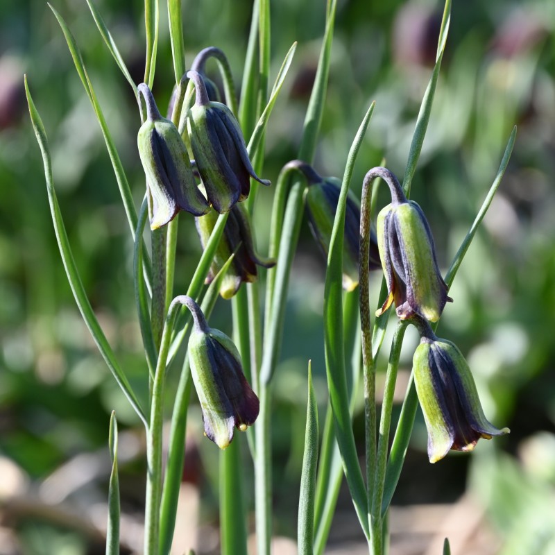 Fritillaria elwesii