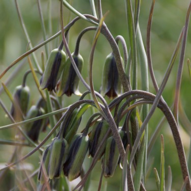 Fritillaria elwesii