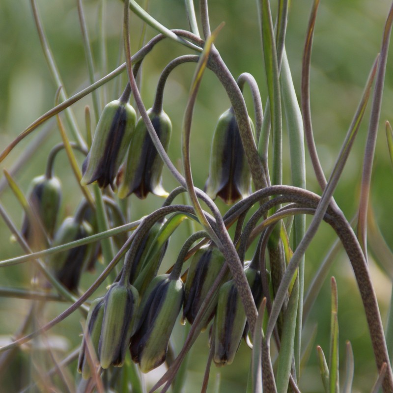 Fritillaria elwesii