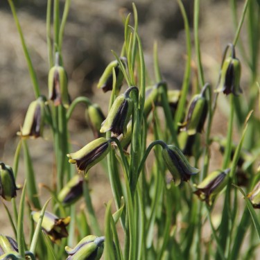 Fritillaria elwesii