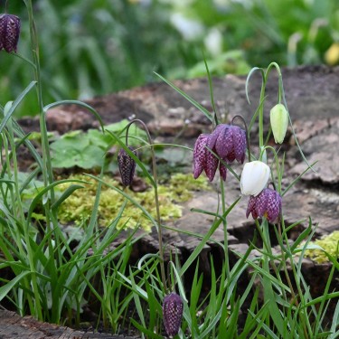 Fritillaria meleagris