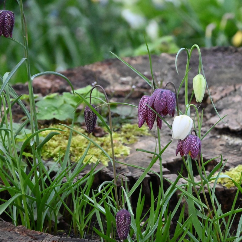 Fritillaria meleagris