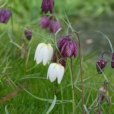 Fritillaria meleagris