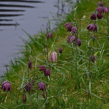 Fritillaria meleagris