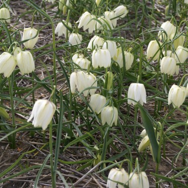 Fritillaria meleagris 'Alba'
