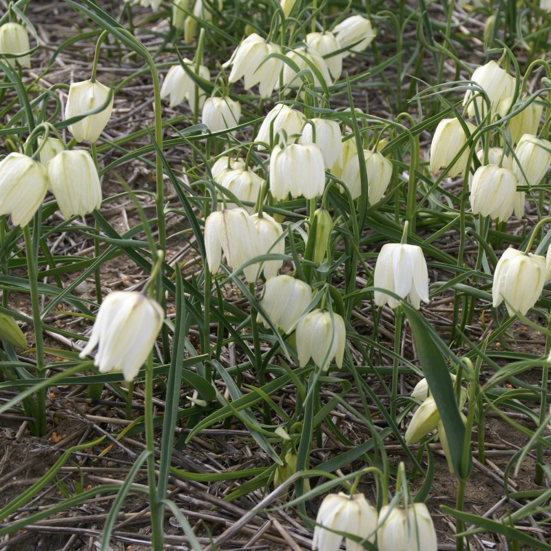 Fritillaria meleagris 'Alba'