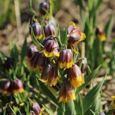 Fritillaria michailovskyi