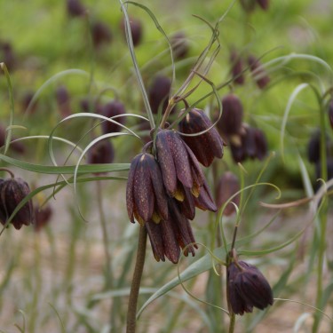 Fritillaria montana