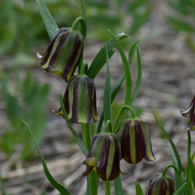 Fritillaria olivieri